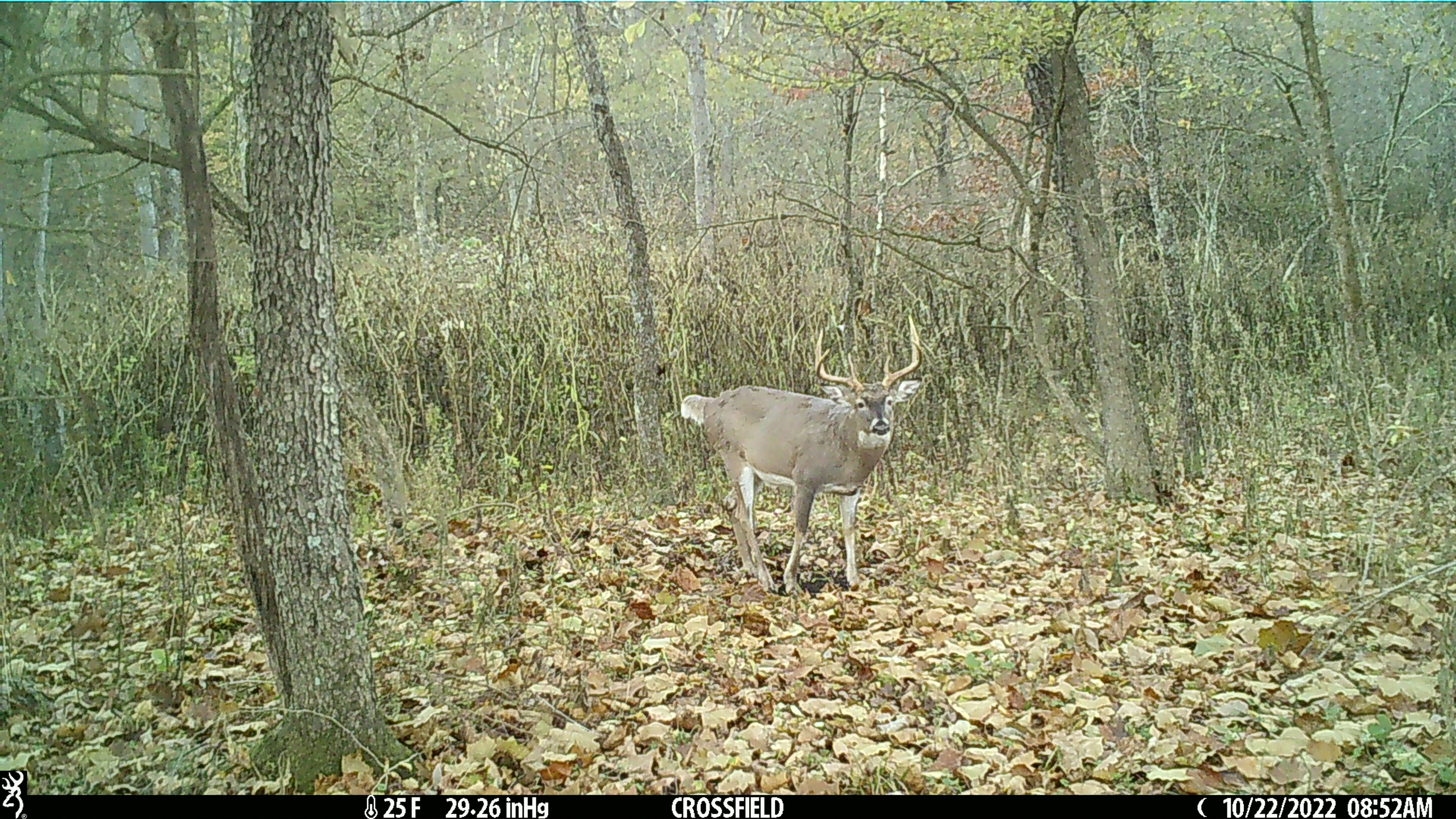 7 Game-Changers For Using Trail Cameras for Deer Hunting Success
