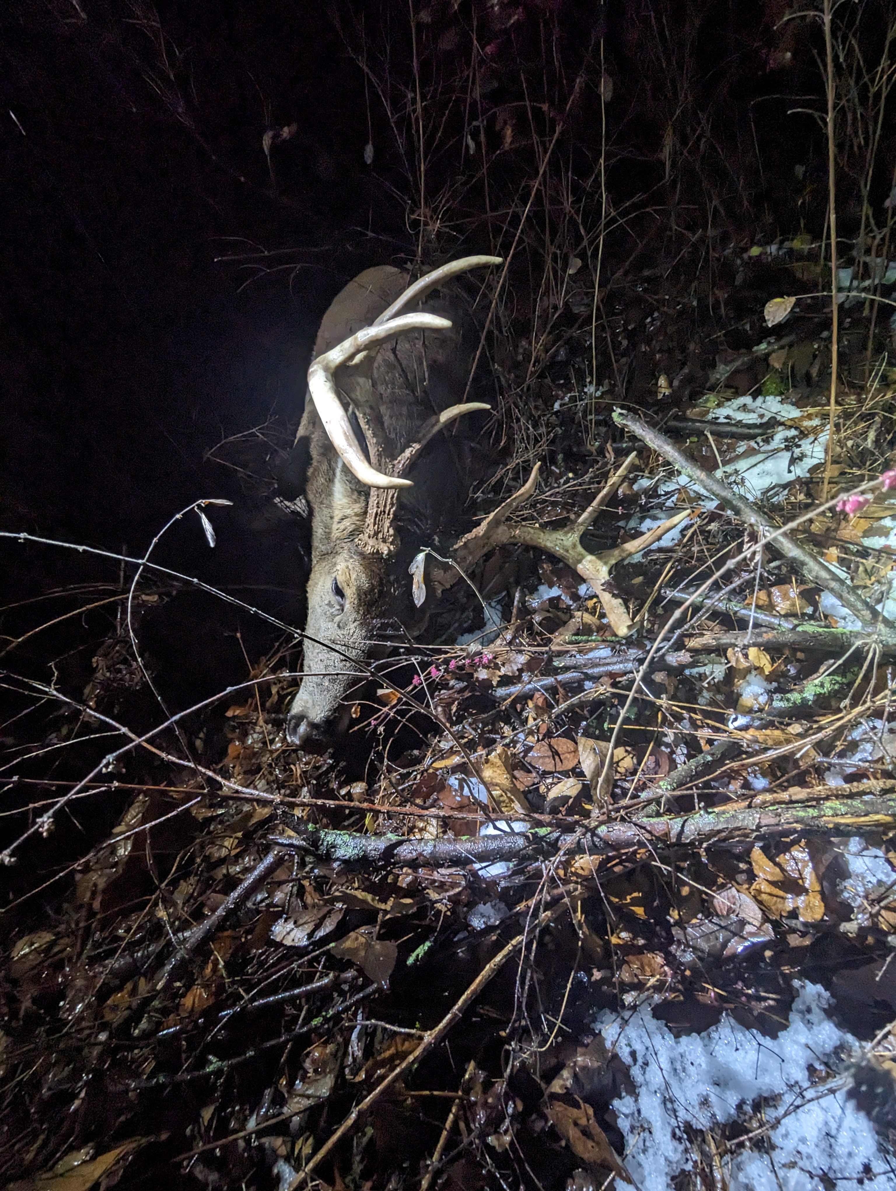 Field Dressing and Recovery for Beginners: What to Do After the Shot