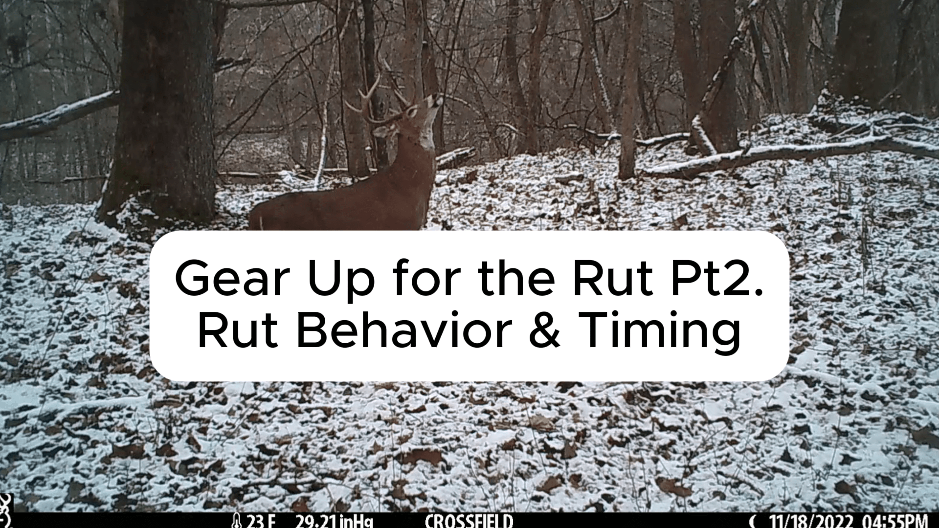 7 Rut Hunting Behavior Secrets Every Deer Hunter Needs to Know